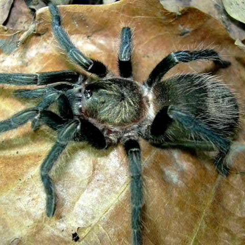 Peru Green Velvet (Thrixopelma pruriens)