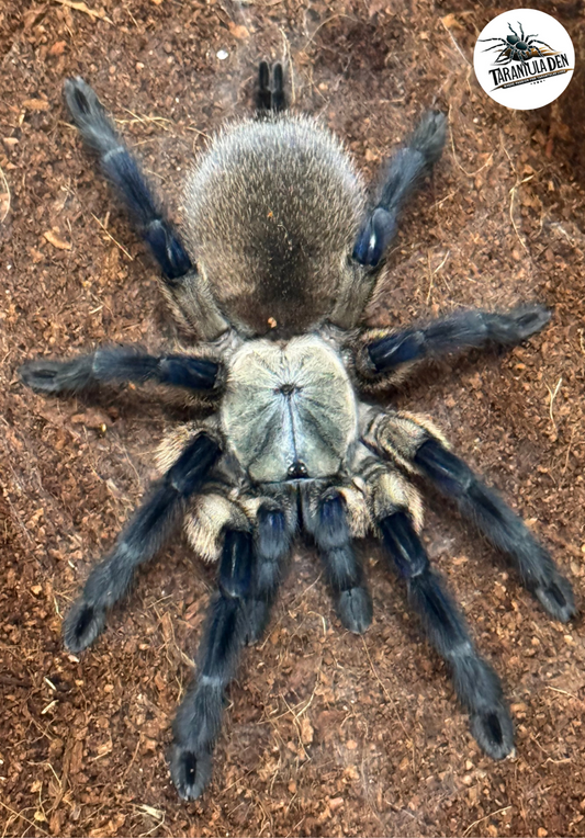 Socotra Island Blue Baboon (Monocentropus Balfouri)
