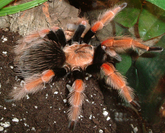 Mexican Fire Leg (Brachypelma boehmei)