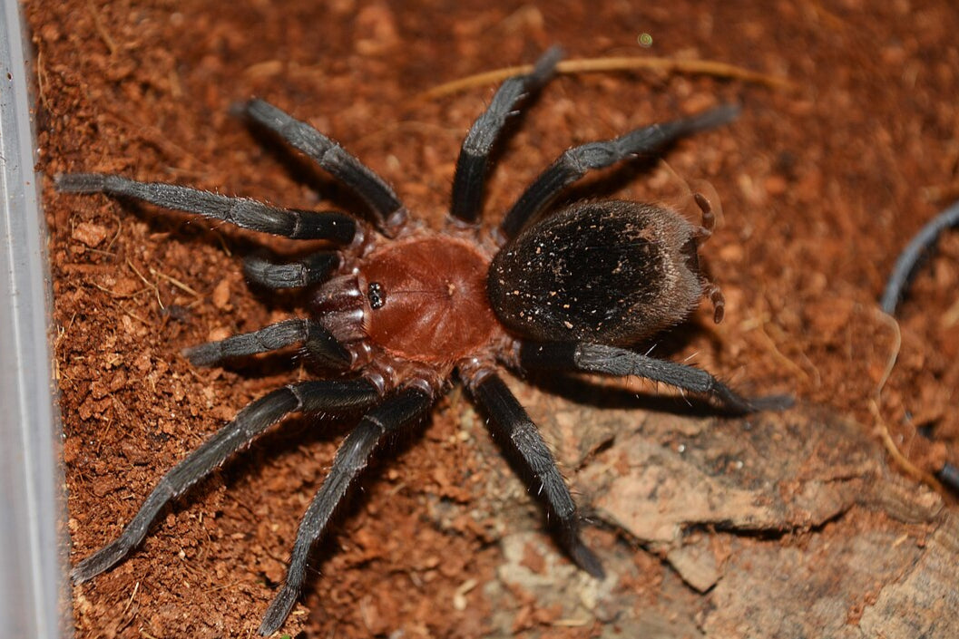Brazilian Red Head (Bumba horrida)