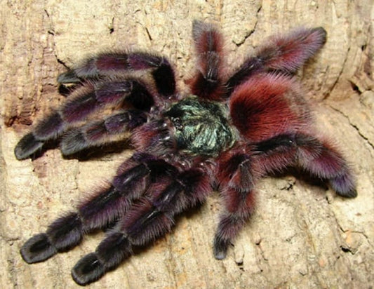 Martinique Pink Toe (Caribena Versicolor)