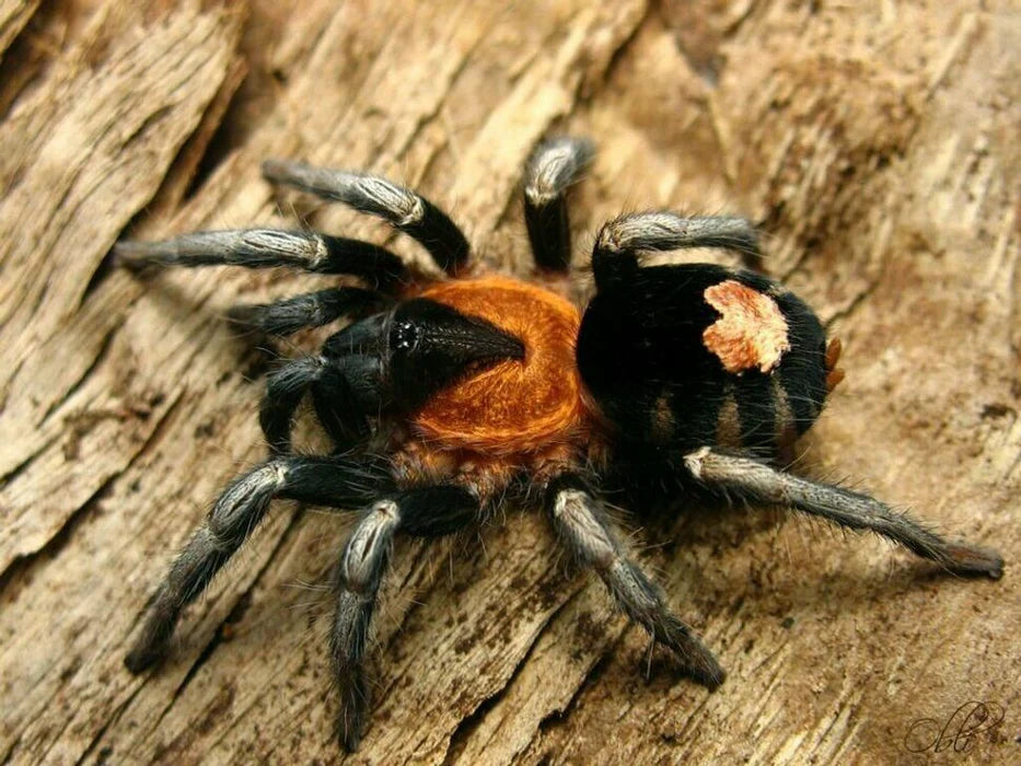 Trinidad Dwarf Tiger (Cyriocosmus Elegans)