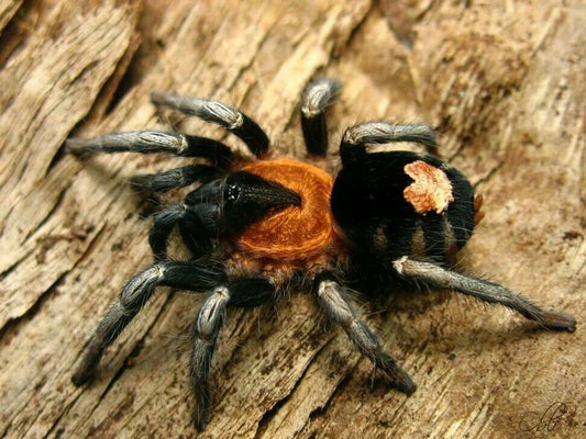 Trinidad Dwarf Tiger (Cyriocosmus Elegans)