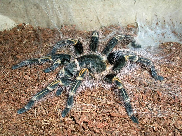 Chaco Golden Knee (Grammostola pulchripes)