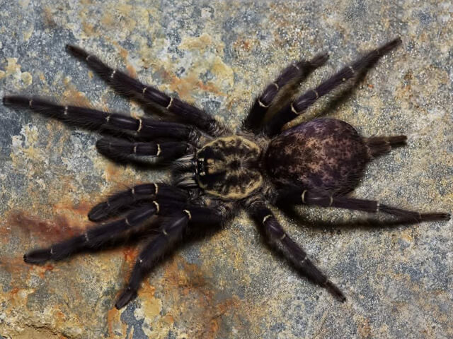 Gabon Blue Dwarf Baboon (Heterothele gabonensis)
