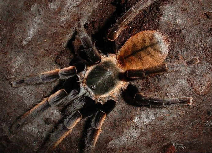 Thailand Golden Fringe (Ornithoctonus aureotibialis)