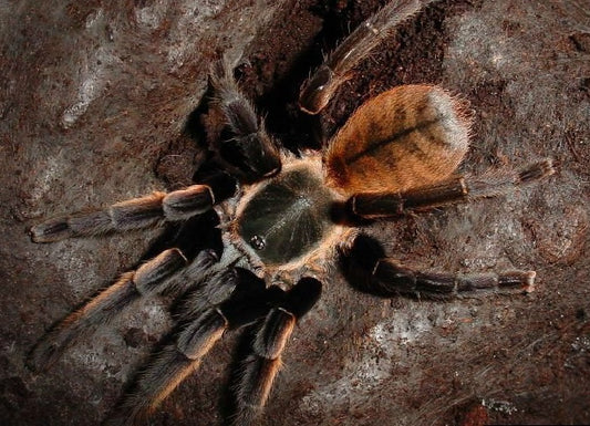 Thailand Golden Fringe (Ornithoctonus aureotibialis)
