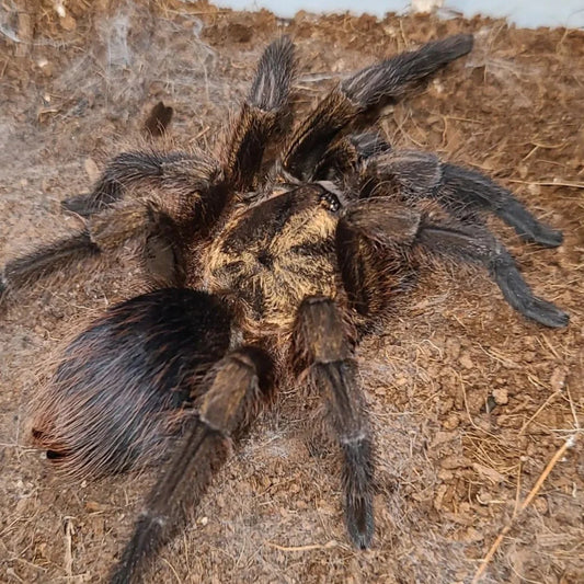 Cuban Bronze (Phormictopus auratus)