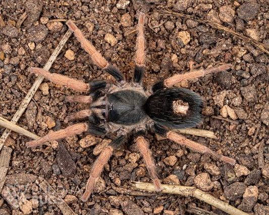 Dwarf Pink Leg (Kochiana brunnipes)