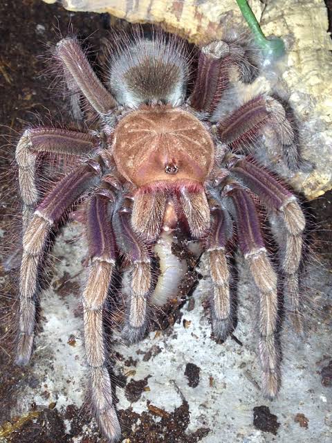 Pinkfoot Goliath (Theraphosa apophysis)