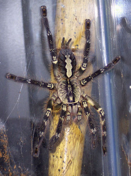 Fringed Ornamental (Poecilotheria ornata)