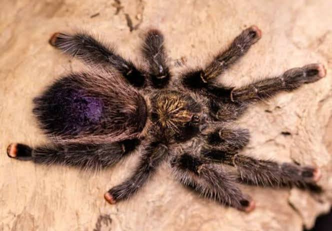 Mardi Gras Pink Toe (Avicularia sp. “Pucallpa”)