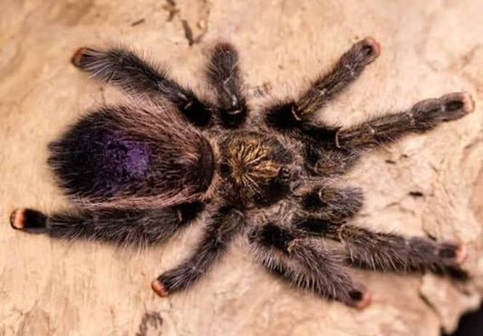 Mardi Gras Pink Toe (Avicularia sp. “Pucallpa”)