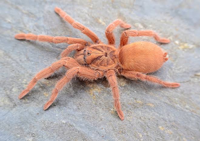 Trinidad Olive Gold Form (Neoholothele Incei GCF)