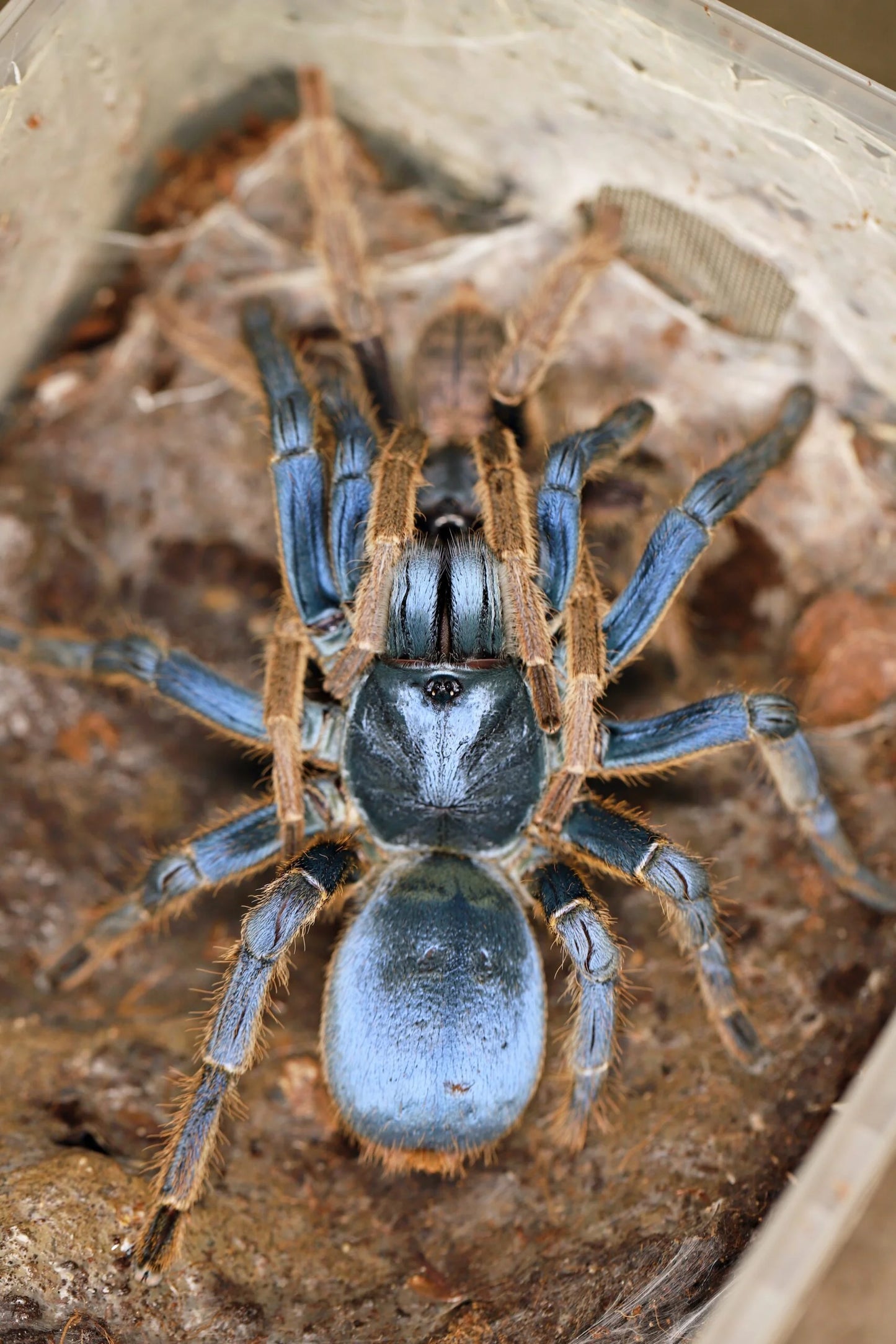 Vietnam silver earth tiger (Ornithoctoninae sp. “Vietnam silver)