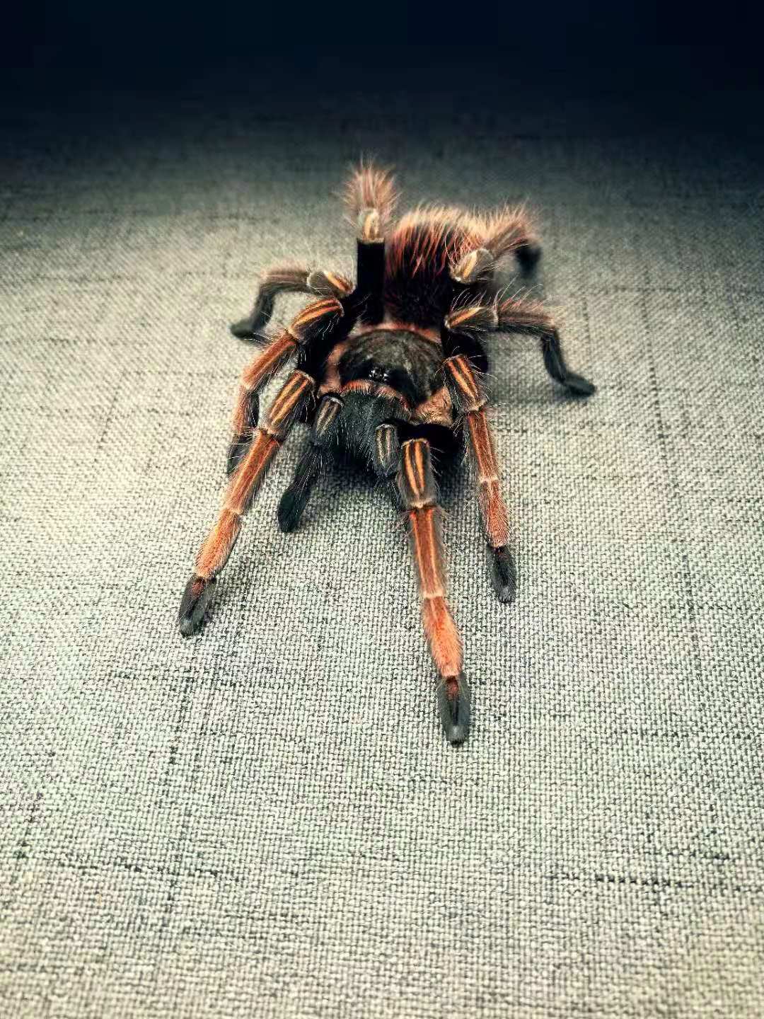 Santa Catalina (Sericopelma sp Santa Catalina)