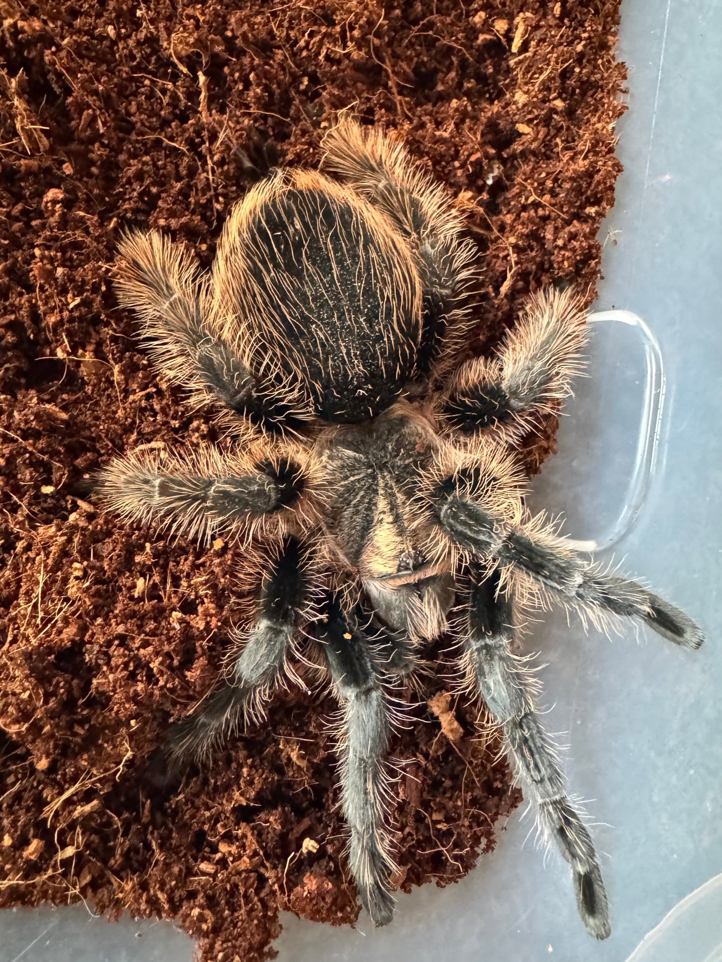 Curly Hair Tarantula (Tliltocatl Albopilosus)