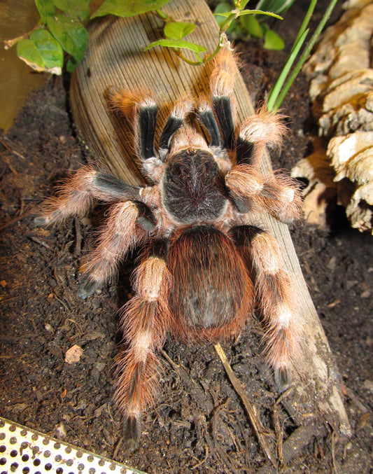 Brazilian Black & White (Nhandu Coloratovillosus)
