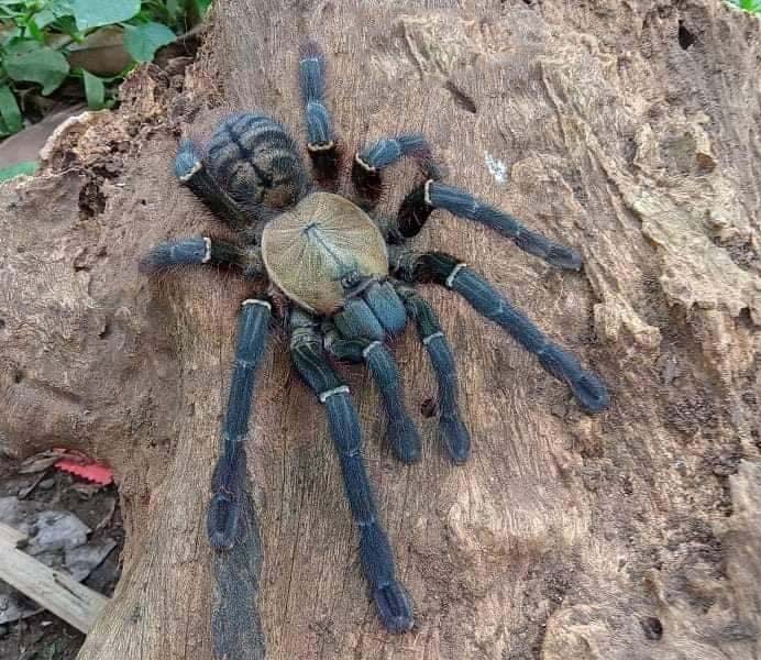 Philippine Earth Tiger (Ornithoctoninae sp Haribon)