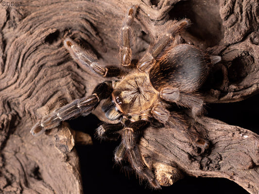 Costa Rican Orange Mouth (Psalmopoeus reduncus)