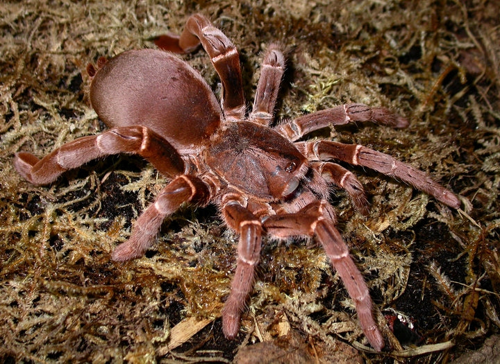 King Baboon (Pelinobius Muticus)