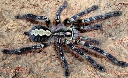 Sri Lankan Ornamental (Poecilotheria Fasciata)
