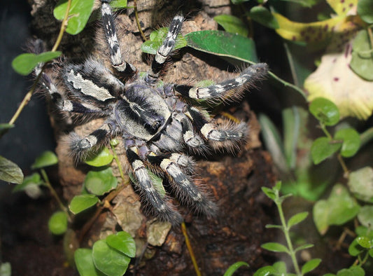 Mysore Ornamental (Poecilotheria striata)