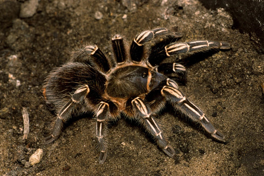 Costa Rican Zebra (Aphonopelma Seemanni)
