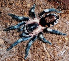 Peruvian Black & White (Cyriocosmus ritae)