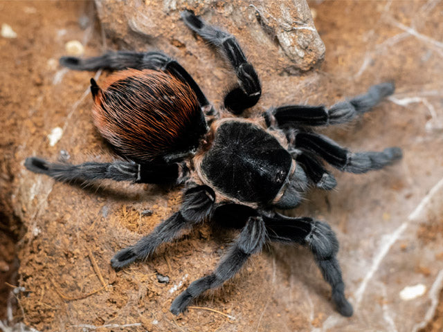 Mexican Red Rump (Tliltocatl vagans)