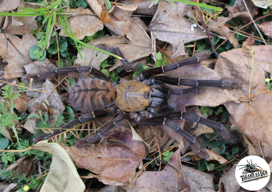 Phormingochilus sp. “Akcaya”