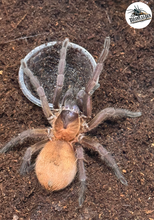 Orange & Violet (Citharacanthus cyaneus)