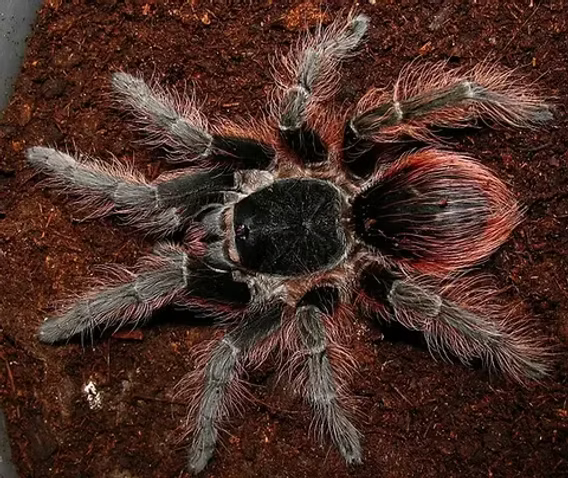 Brazilian Red (Nhandu carapoensis)