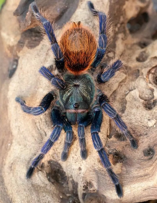 Green Bottle Blue (Chromatopelma cyaneopubescens)