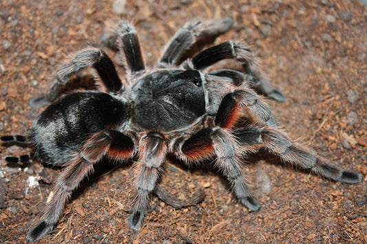 Brazilian Grey Smoke (Grammostola Alticeps)