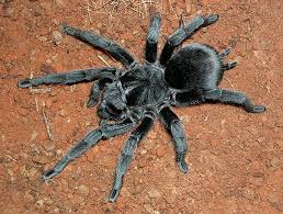 Brazilian Black (Grammostola Pulchra)