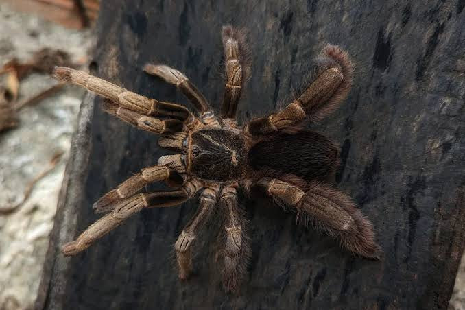 Vietnam highland tarantula (Magnacrus taynguyenensis)