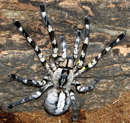 Indian Ornamental (Poecilotheria Regalis)