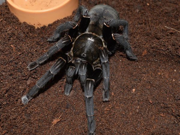 Thailand Big Black (Cyriopagopus minax) – Tarantuladen.co.za Thailand Big Black (Cyriopagopus minax) – Tarantuladen.co.za