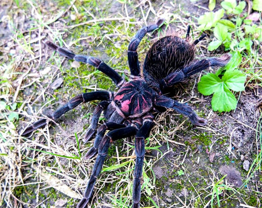 Xenesthis sp. White