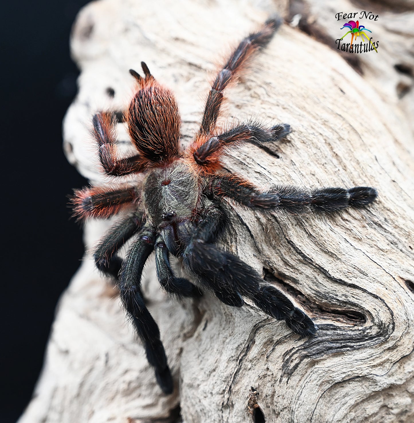 Darth Maul (Psalmopoeus Victori)