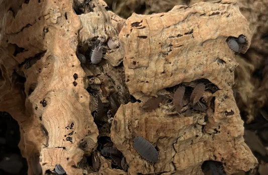 Powder Blue Mix Isopods ( Colony of 5)