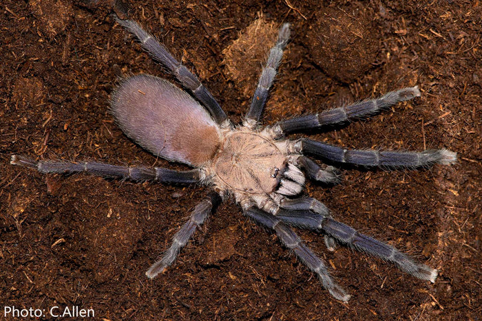 Kordilla Earth Tiger (Selenocosmia sp. Kordillera)