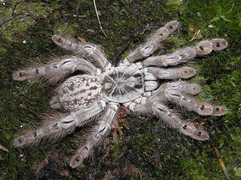 Togo Starburst (Heteroscodra maculata)