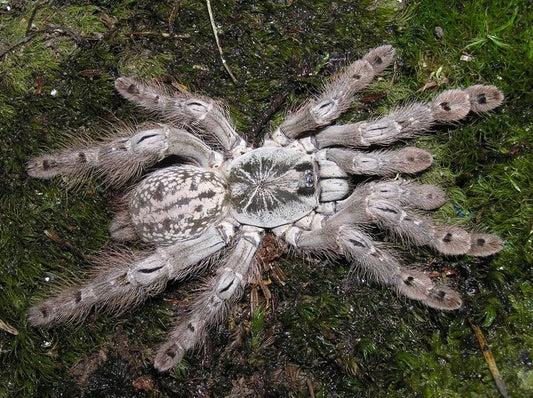 Togo Starburst (Heteroscodra maculata)