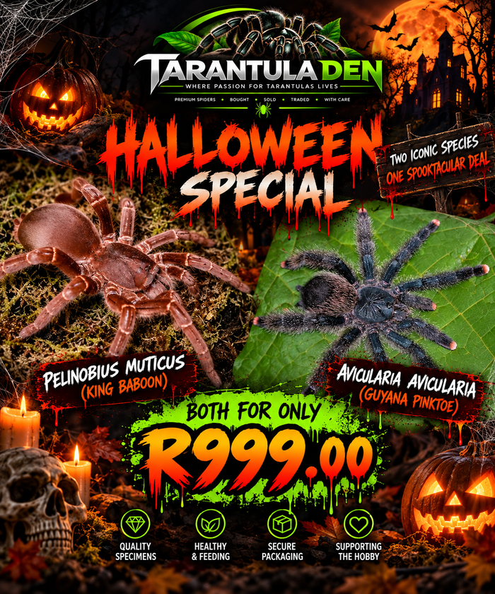 HALLOWEEN HORROR BUNDLE!