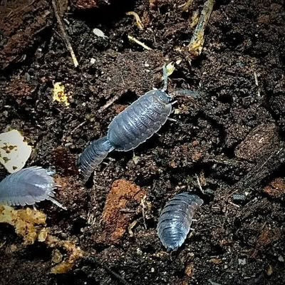Common Isopods (Colony of 10)
