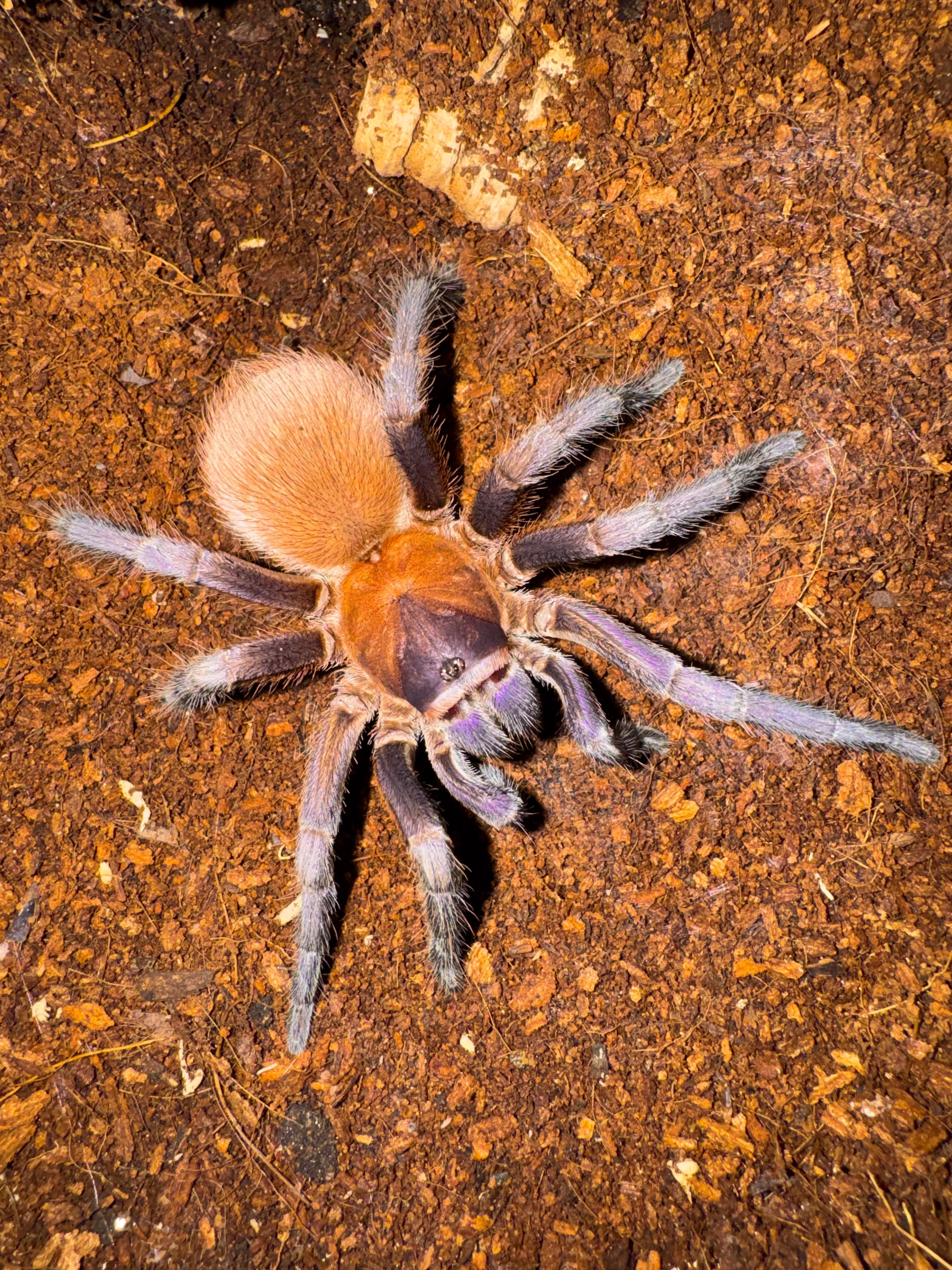 Orange & Violet (Citharacanthus cyaneus) – Tarantuladen.co.za