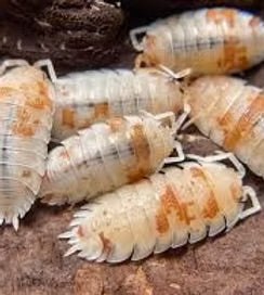 Orange Dalmatians Isopods (5 Counts)
