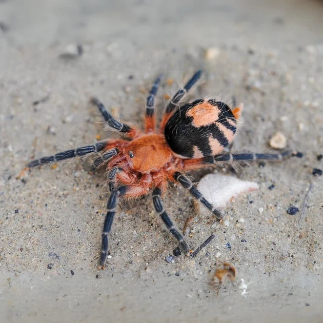 Bolivian Dwarf Beauty (Cyriocosmus perezmilesi)